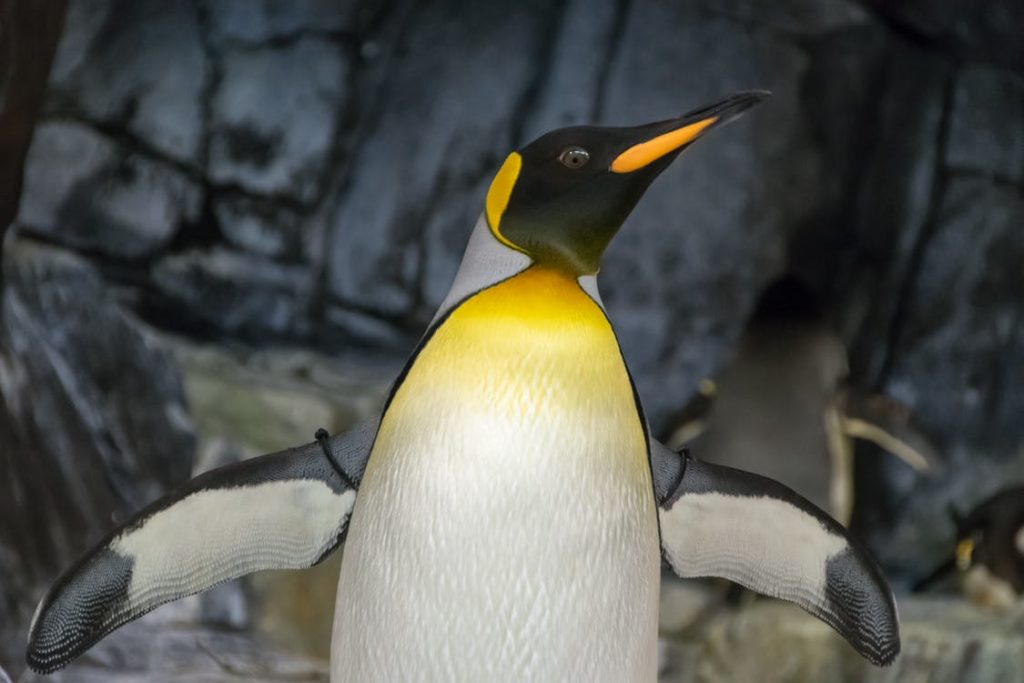 Google Penguin Update