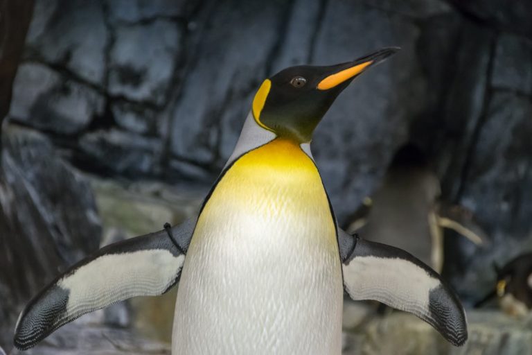 Google Penguin Update